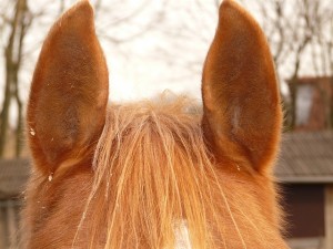 horse-ears-49636_640.jpg