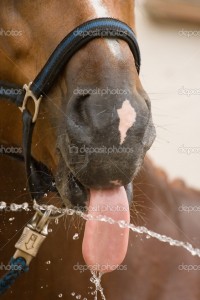 depositphotos_1548668-tongue-horse-and-water.jpg